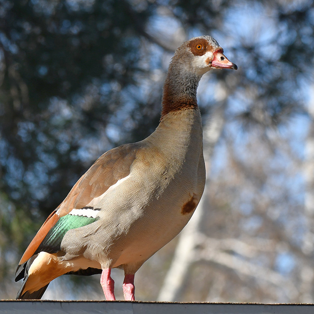 Goose.jpg