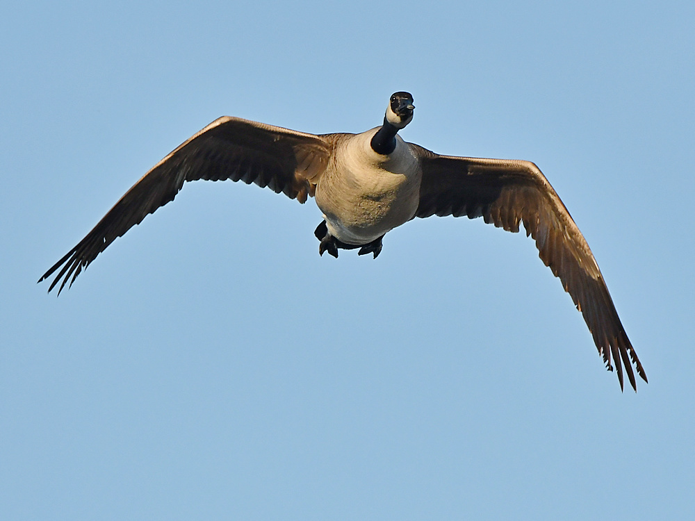 Goose.jpg