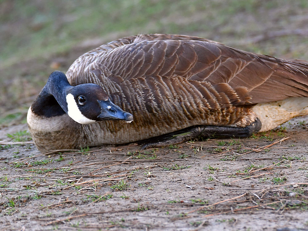 Goose.jpg