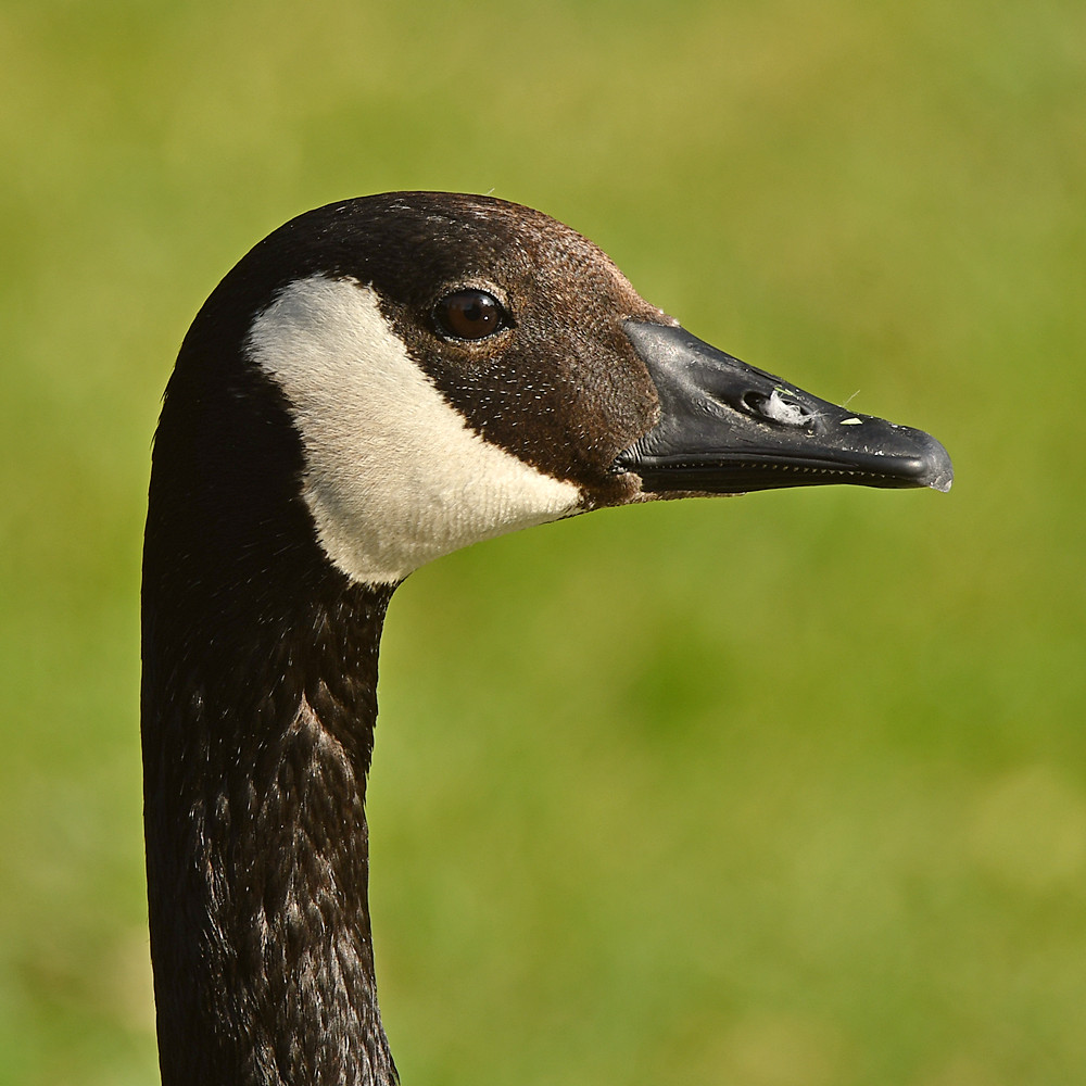 Goose.jpg