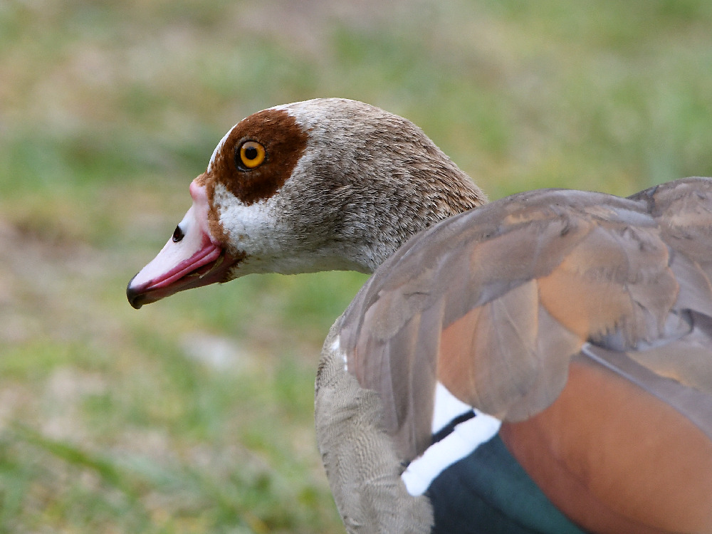 Goose.jpg