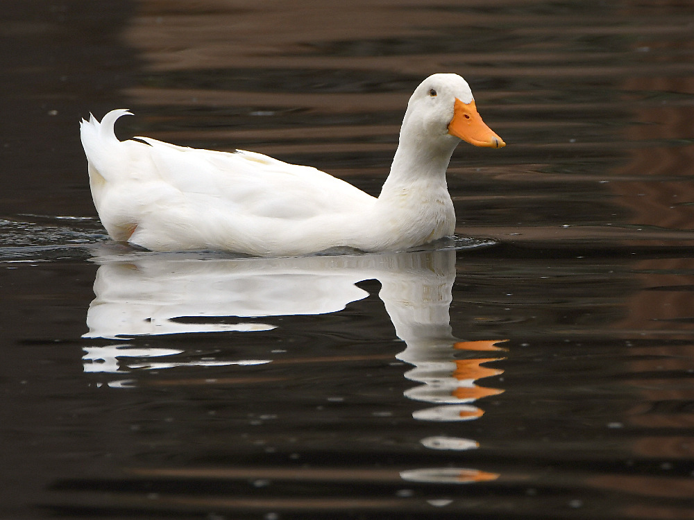 Goose.jpg