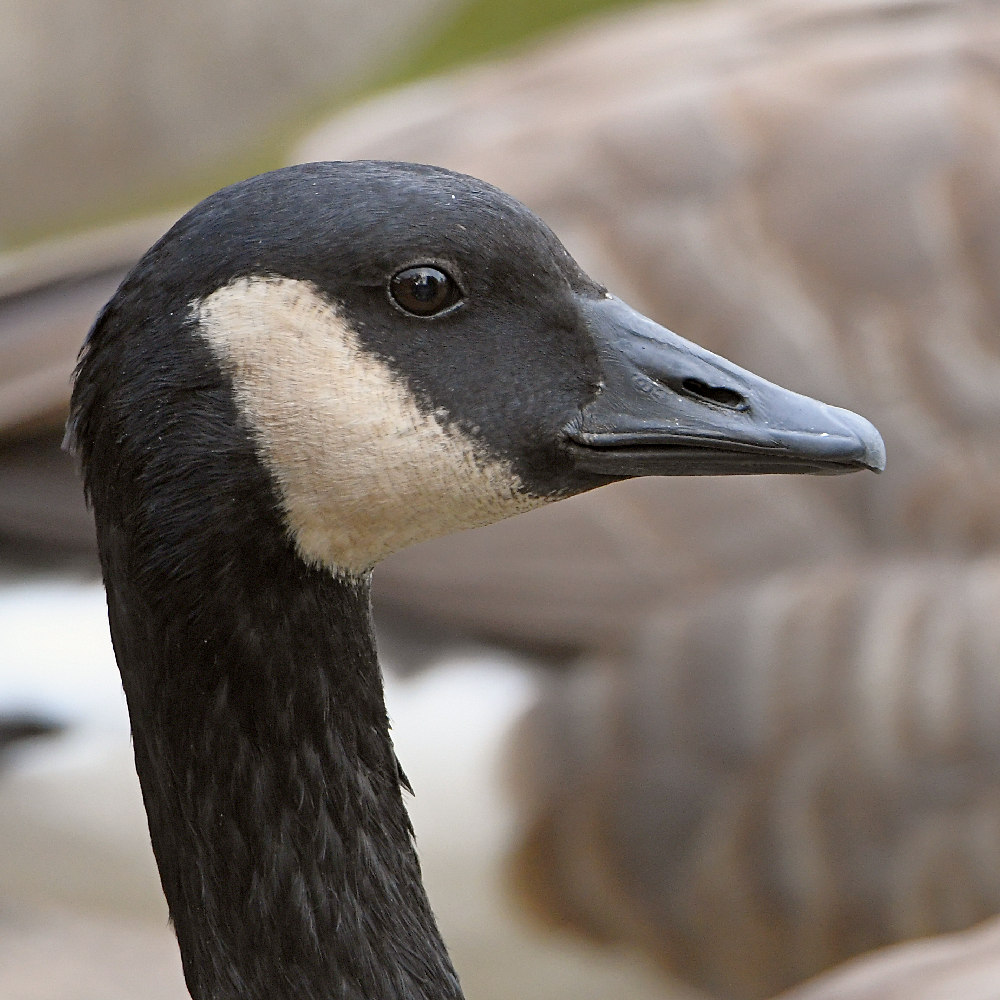 Goose.jpg