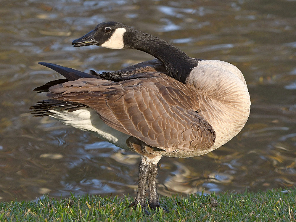 Goose.jpg