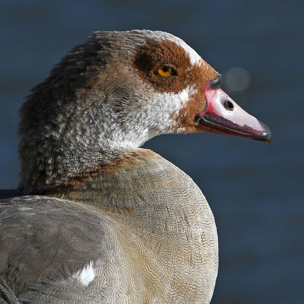 Goose.jpg