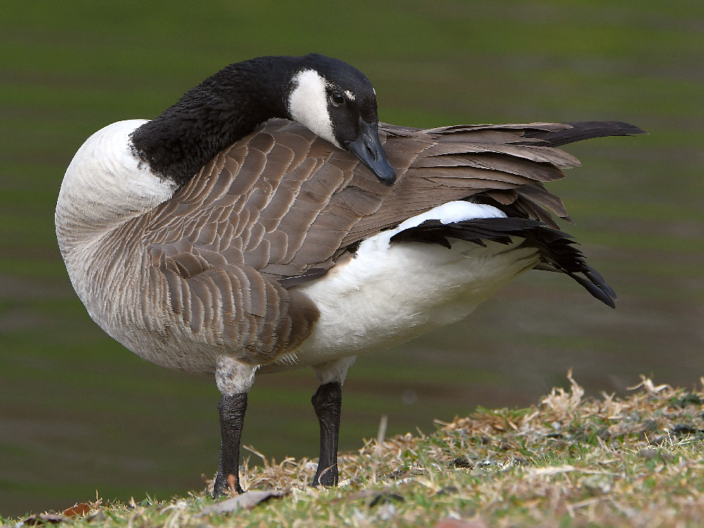 Goose.jpg