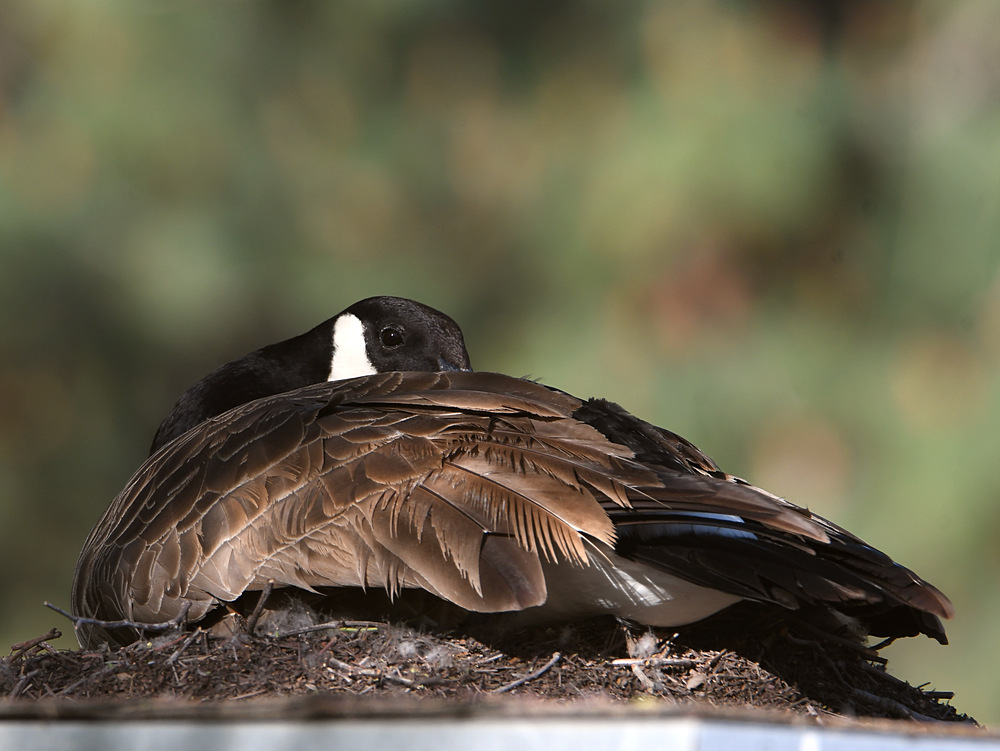 Goose.jpg