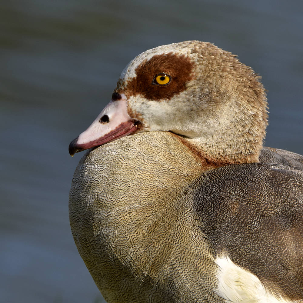 Goose.jpg
