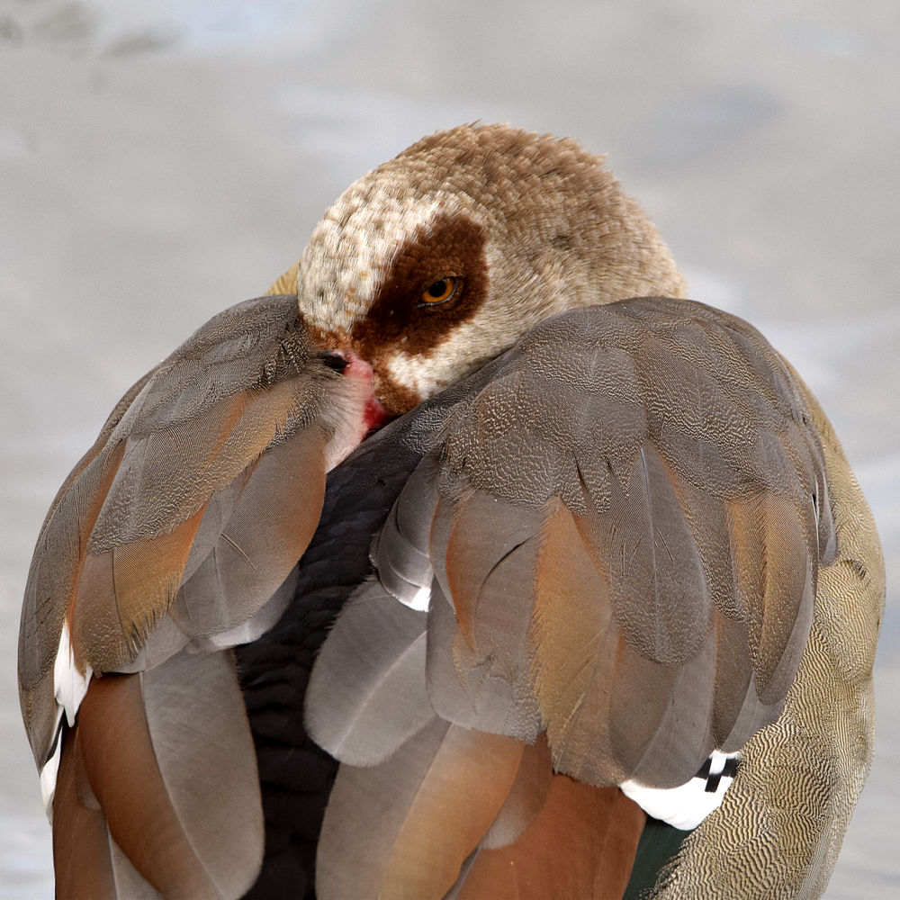 Goose.jpg