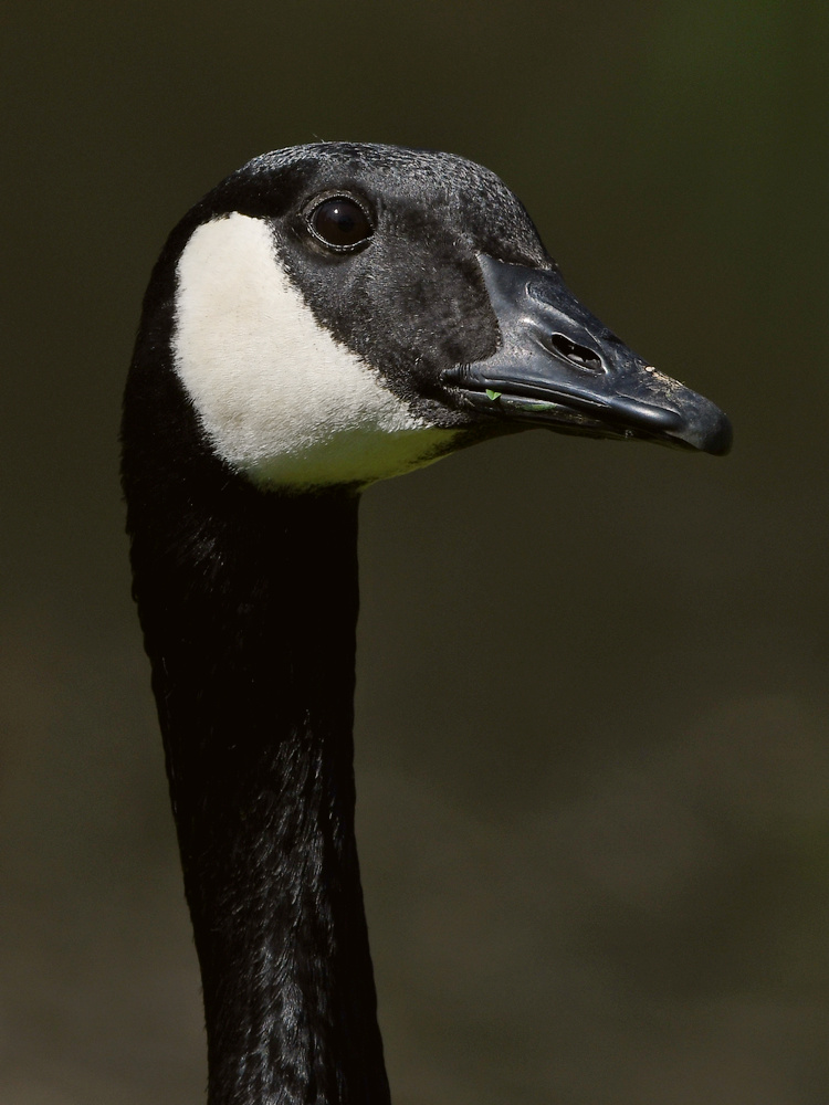 Goose.jpg