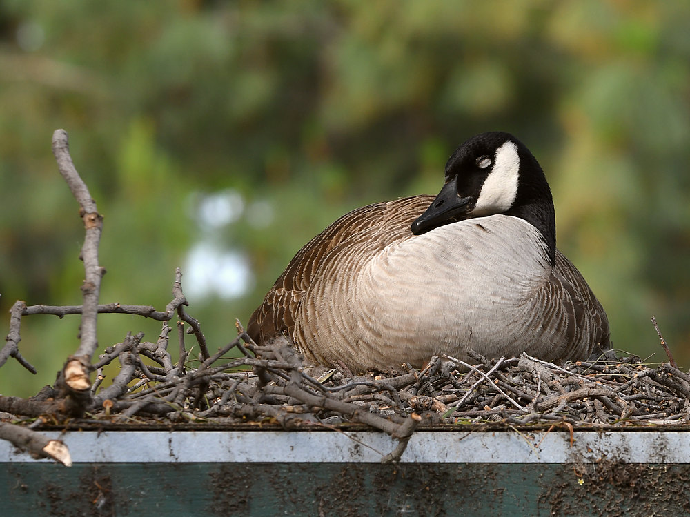 Goose.jpg