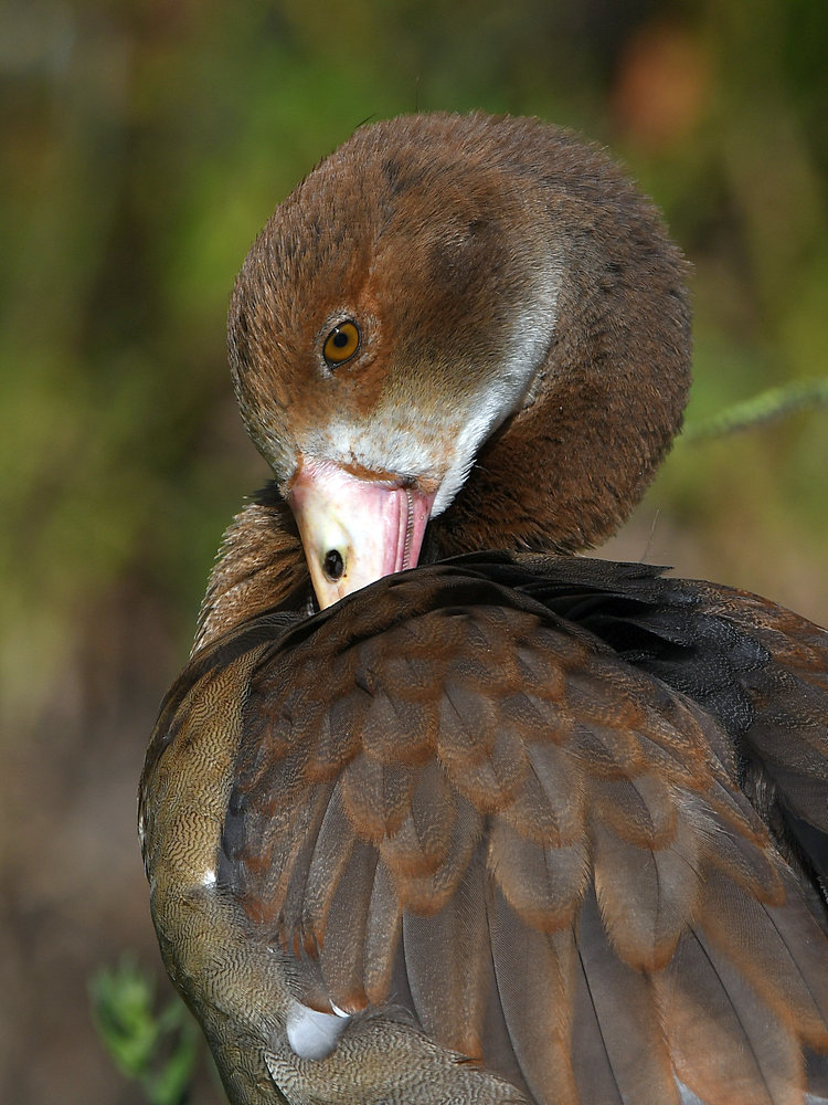 Goose.jpg