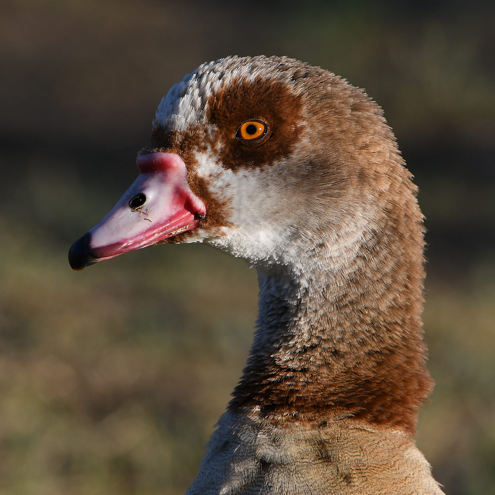 Goose.jpg
