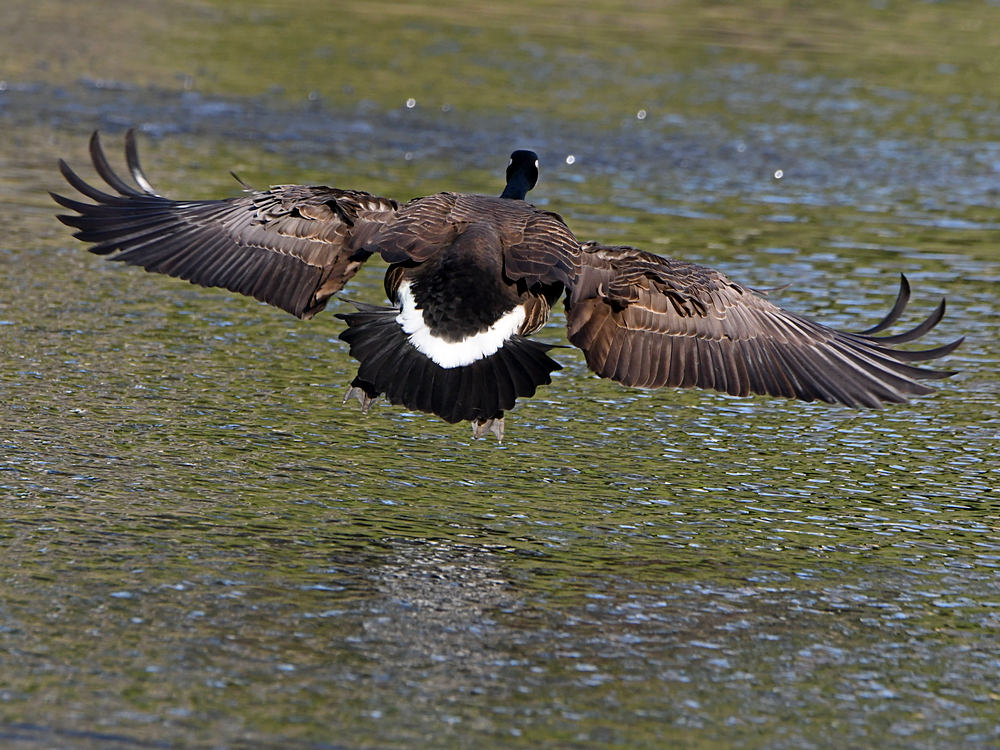 Goose.jpg