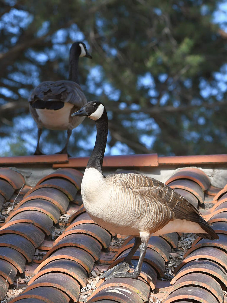 Goose.jpg