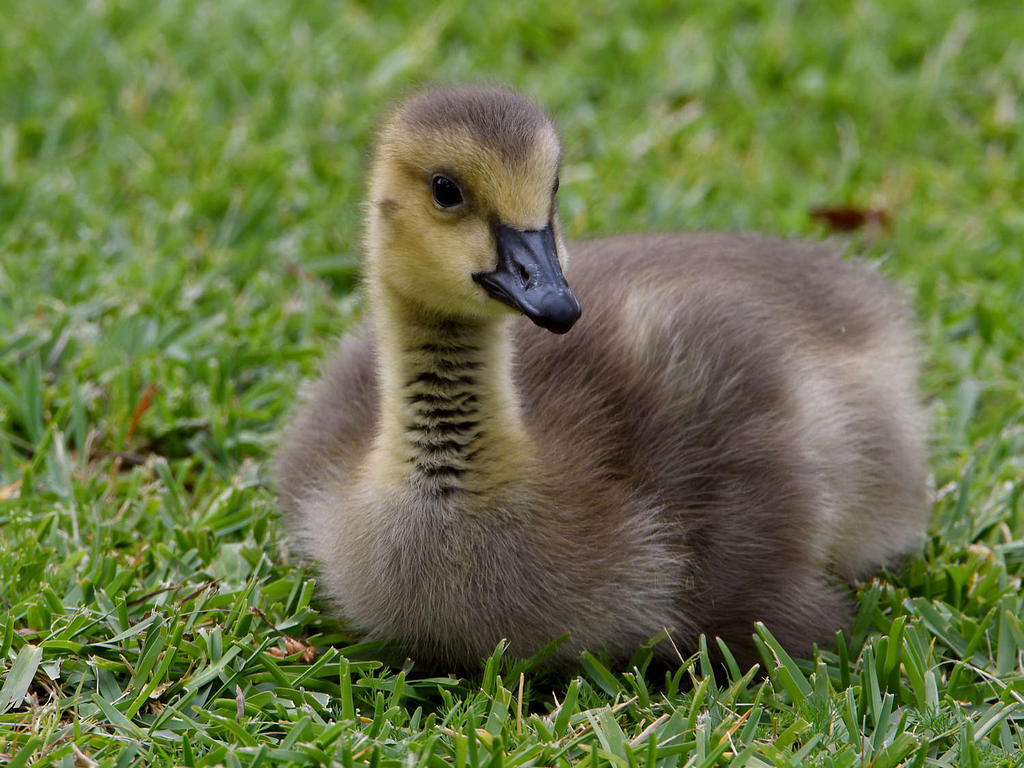 Goose.jpg