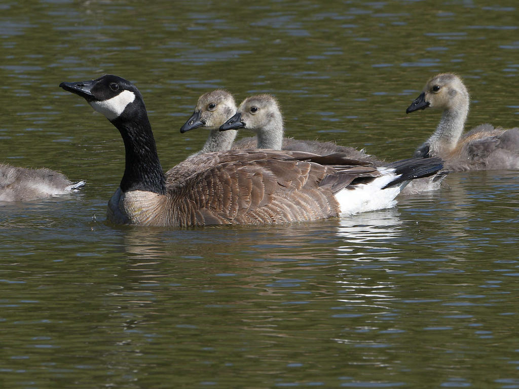 Goose.jpg