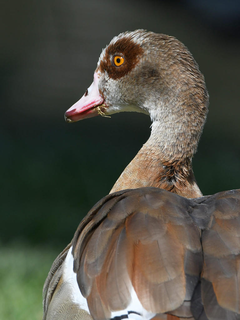 Goose.jpg