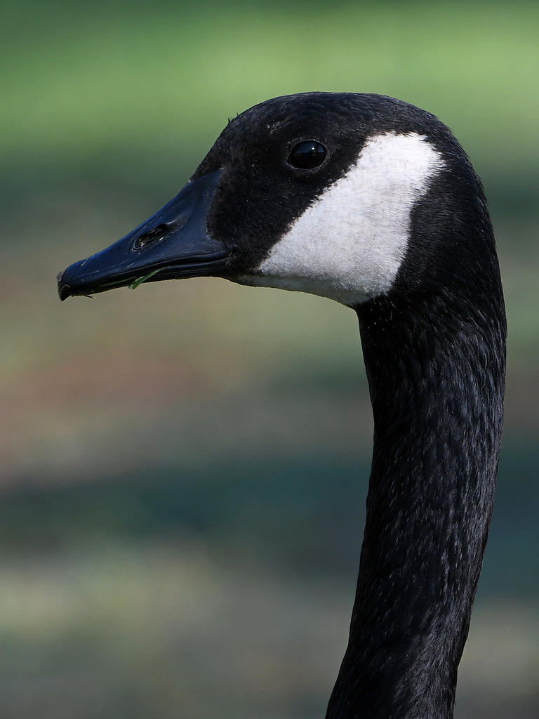 Goose.jpg