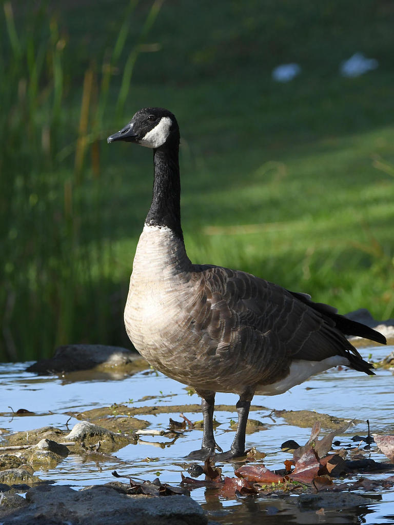 Goose.jpg