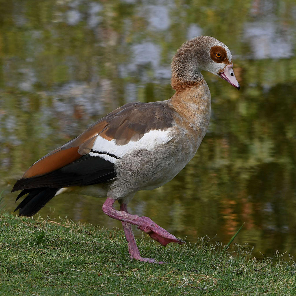 Goose.jpg