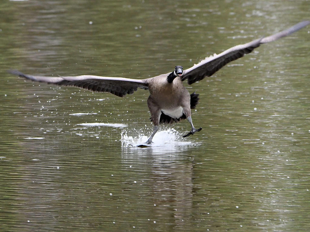 Goose.jpg