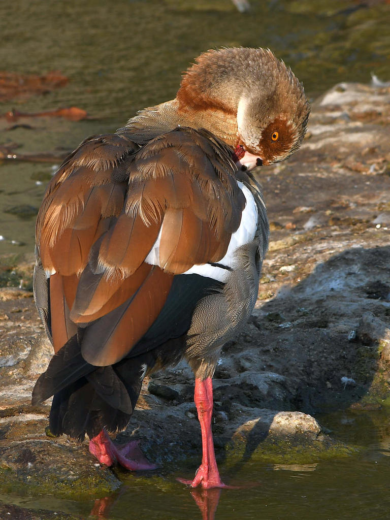 Goose.jpg