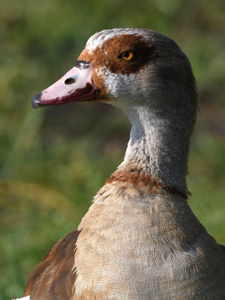Goose.jpg