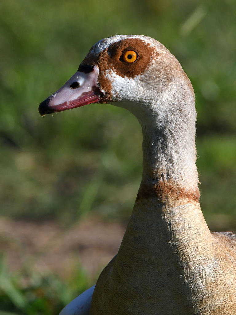 Goose.jpg