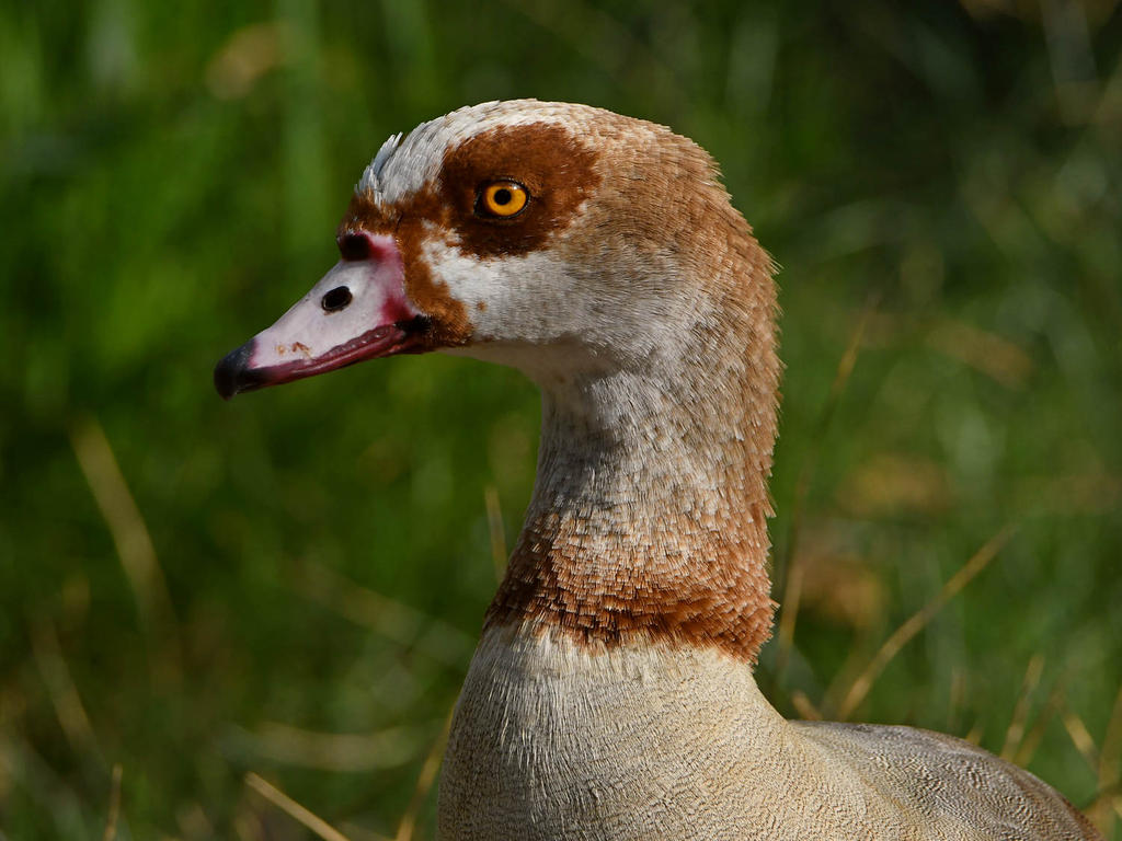 Goose.jpg