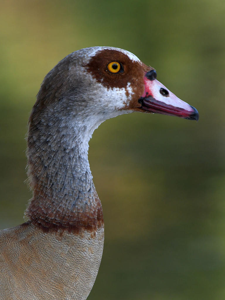 Goose.jpg