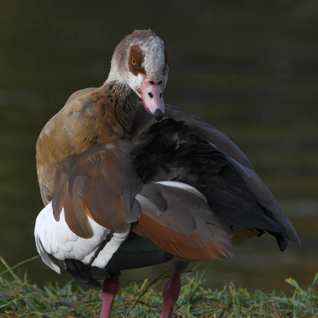 Goose.jpg