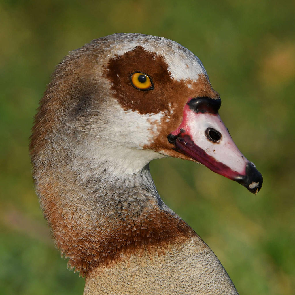 Goose.jpg