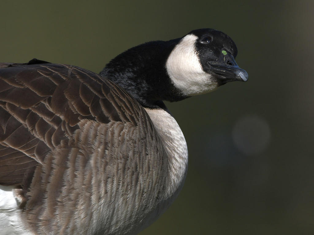 Goose.jpg