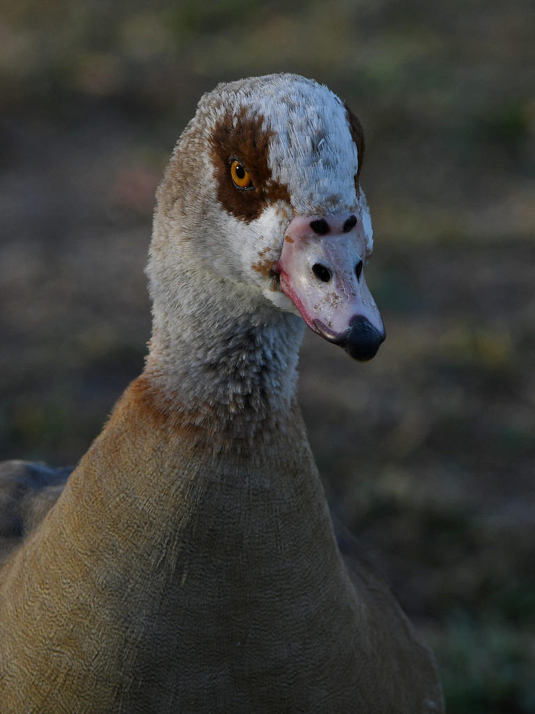 Goose.jpg