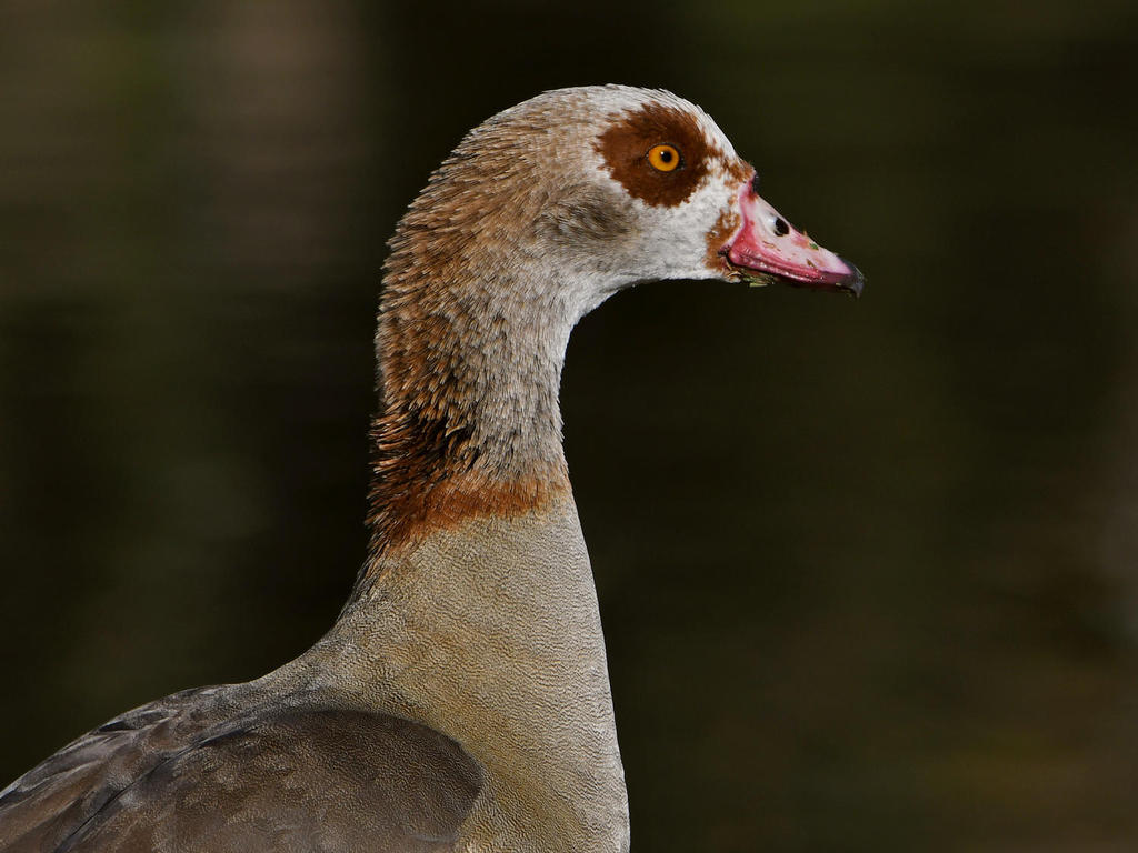 Goose.jpg