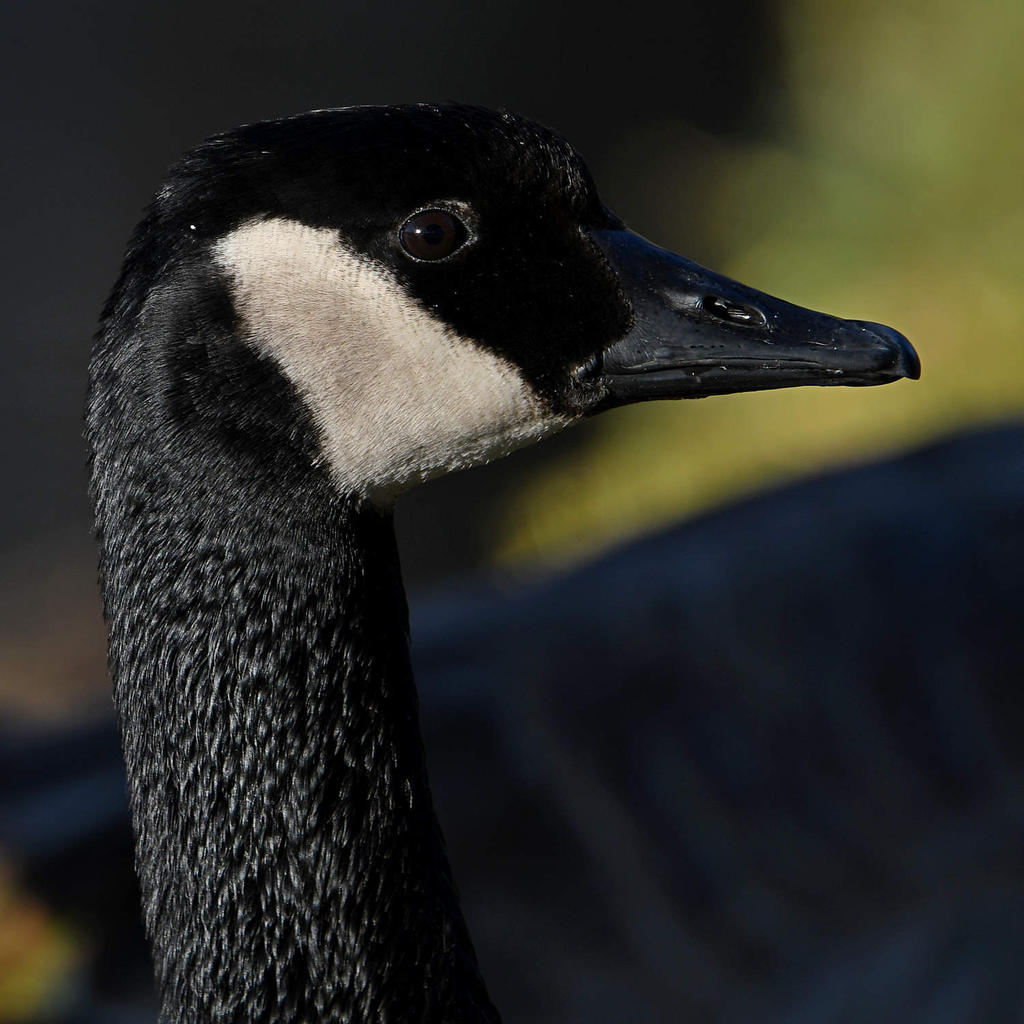Goose.jpg