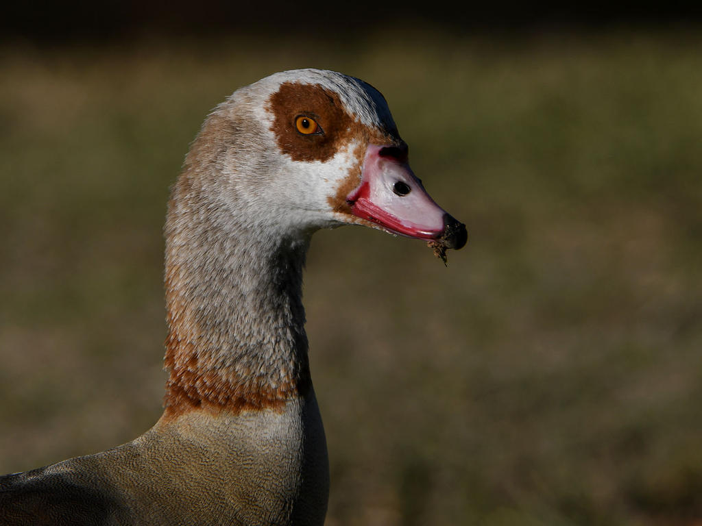 Goose.jpg
