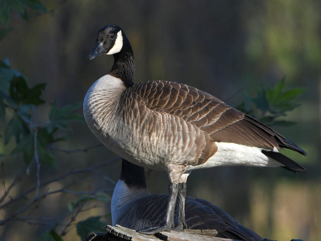 Goose.jpg