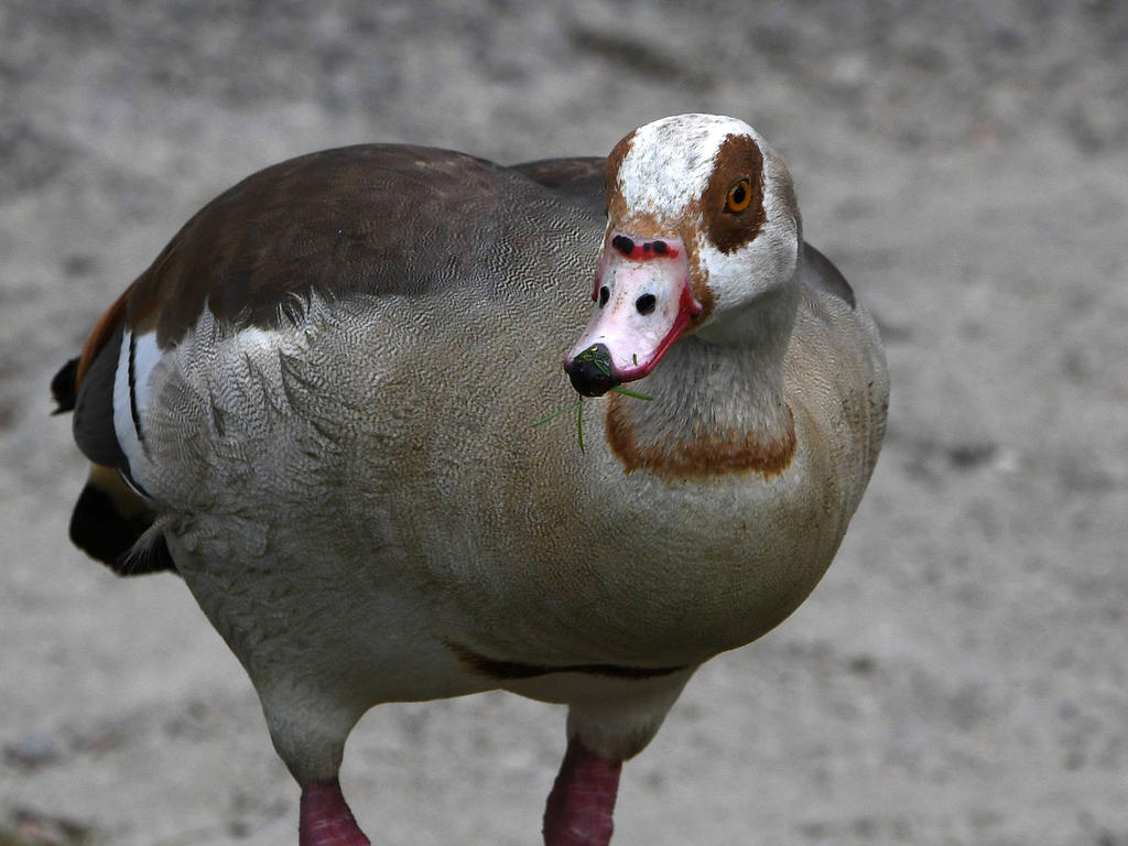 Goose.jpg