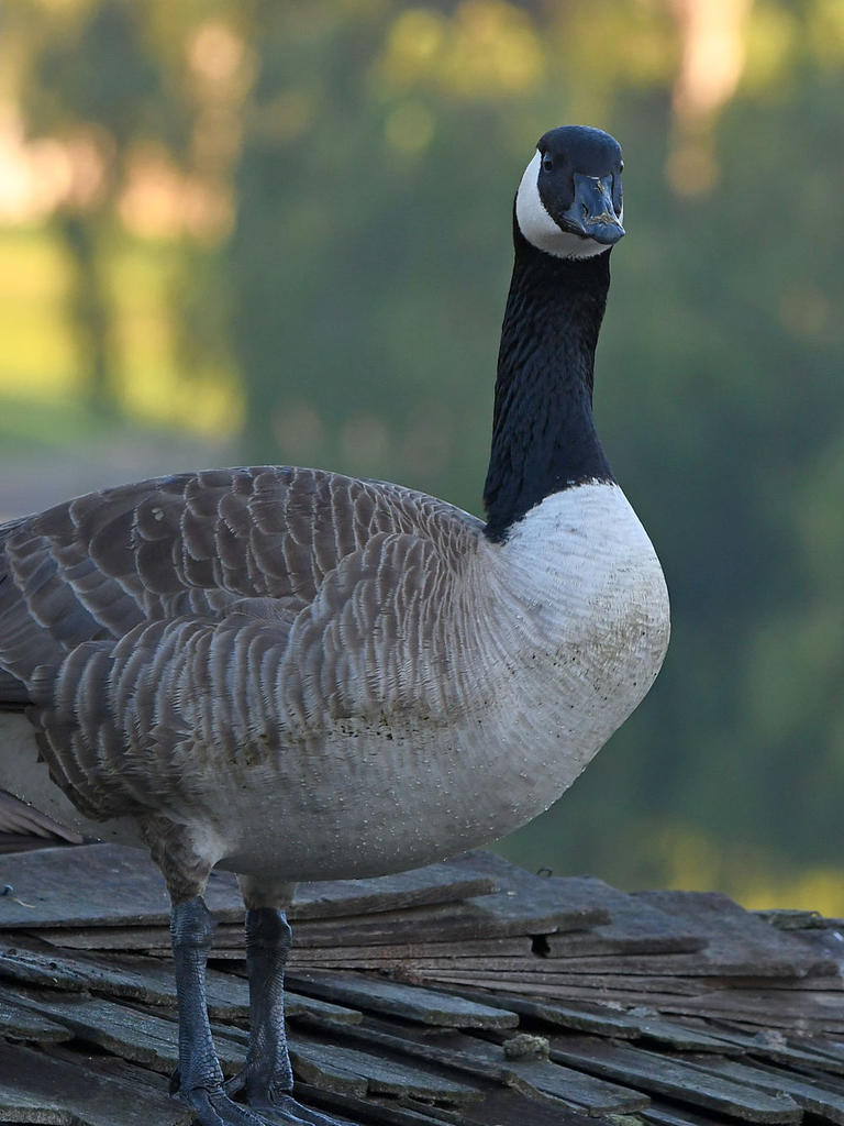 Goose.jpg