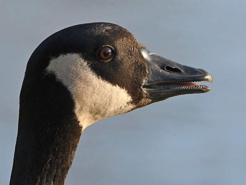 Goose.jpg