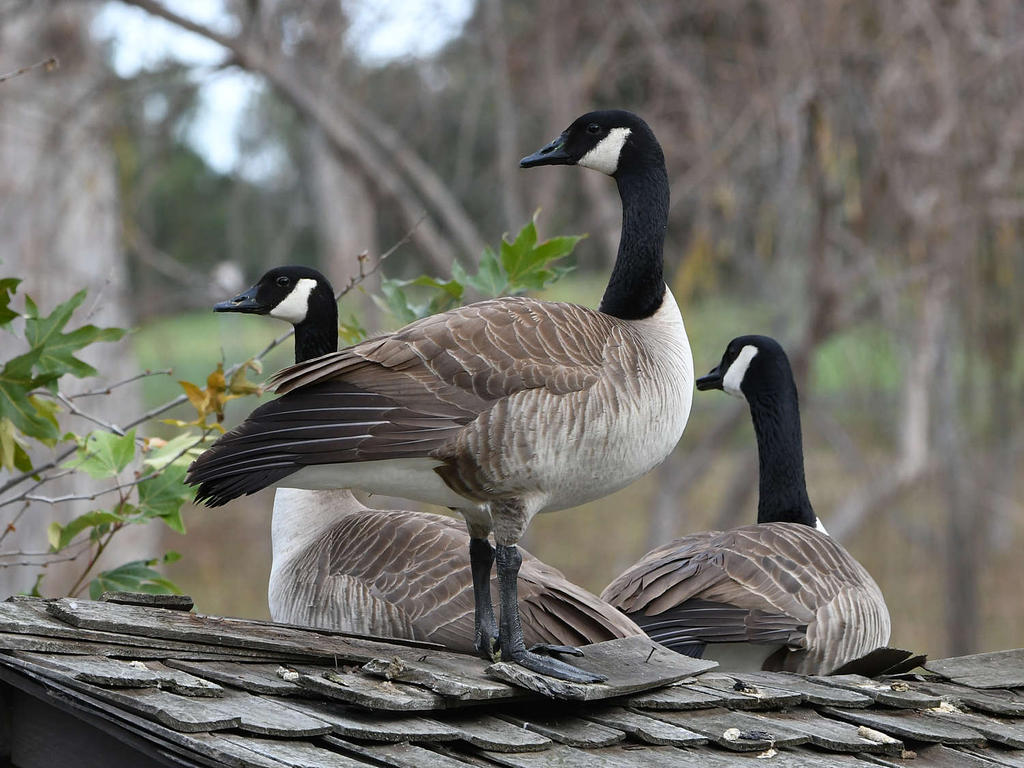 Goose.jpg
