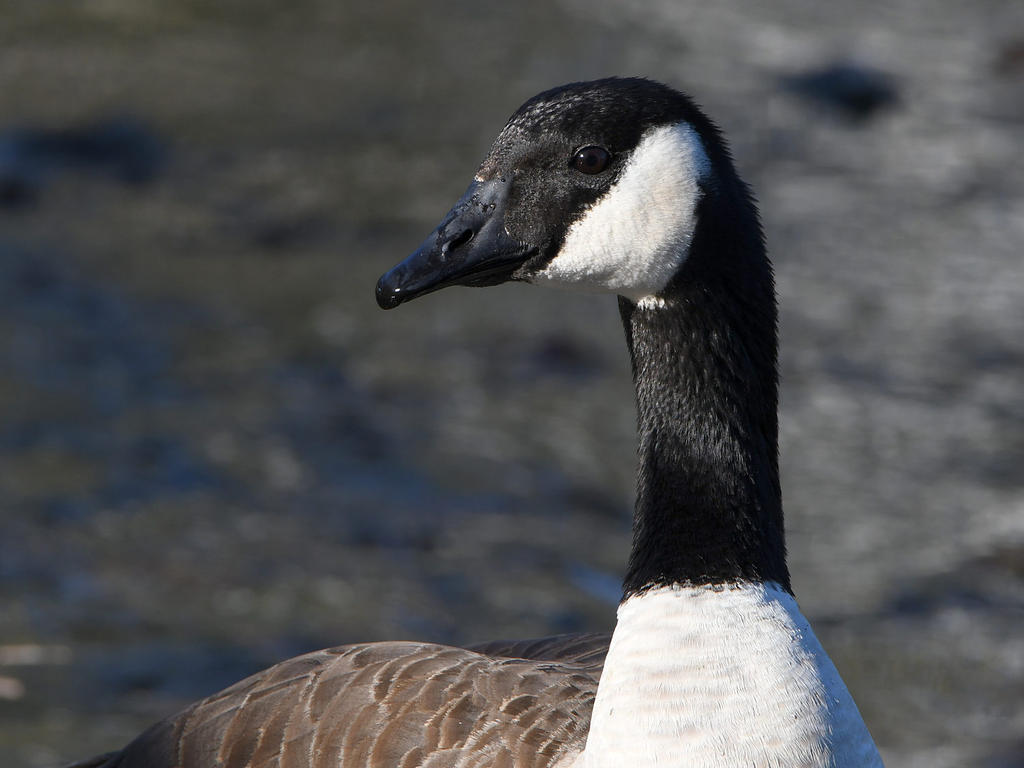 Goose.jpg