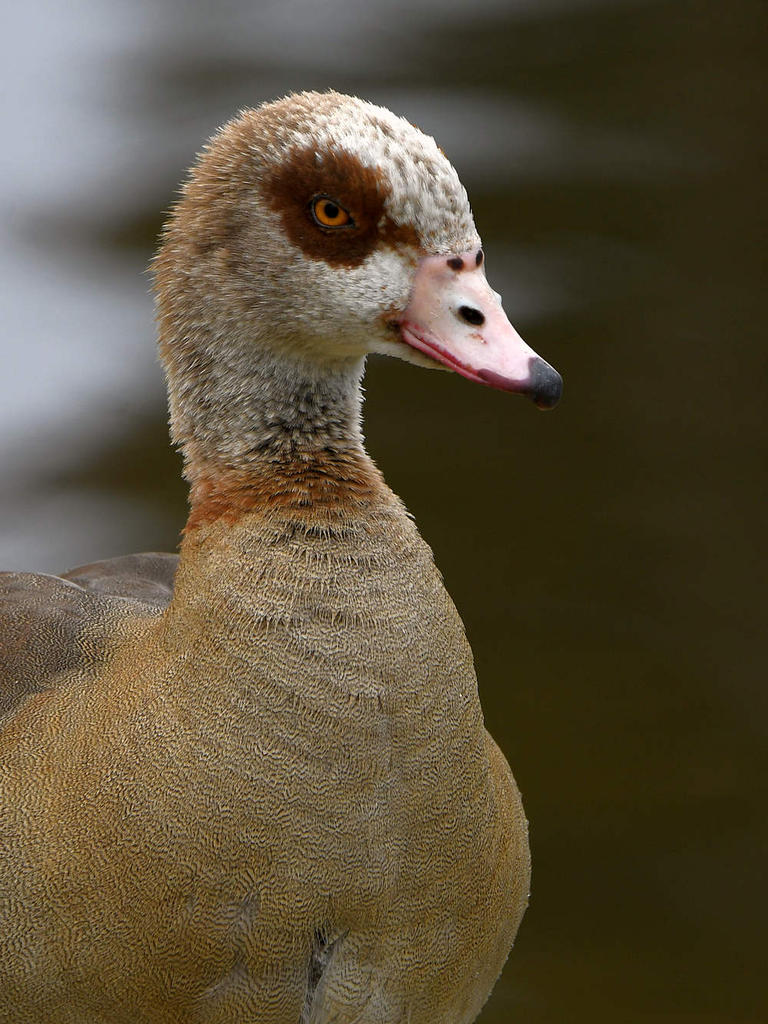 Goose.jpg
