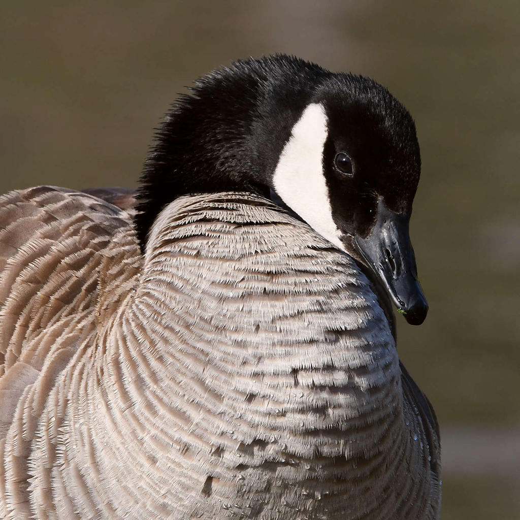 Goose.jpg