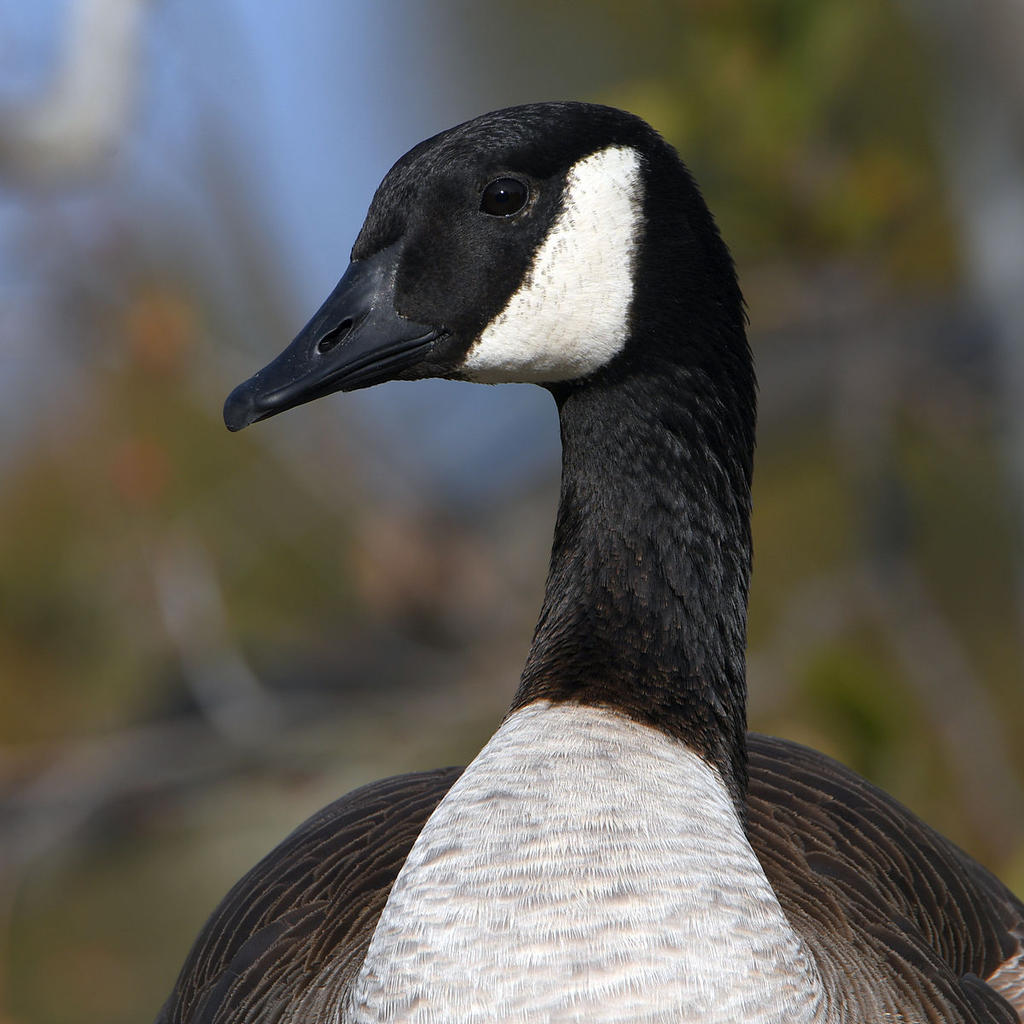 Goose.jpg