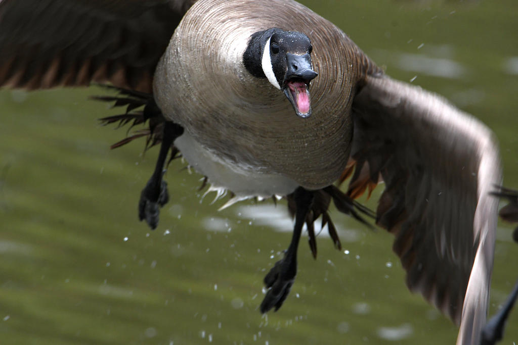 Goose.jpg