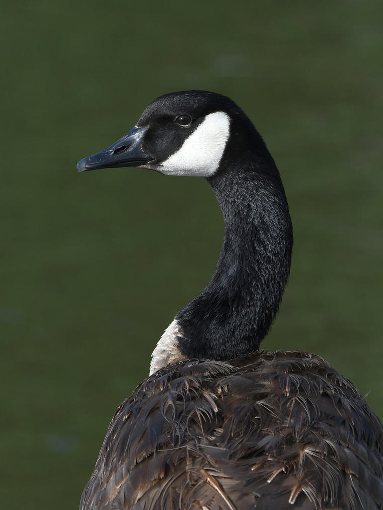 Goose.jpg