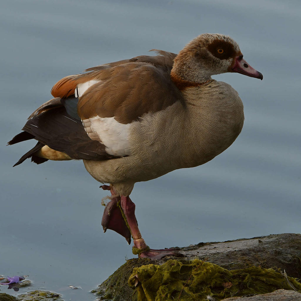 Goose.jpg